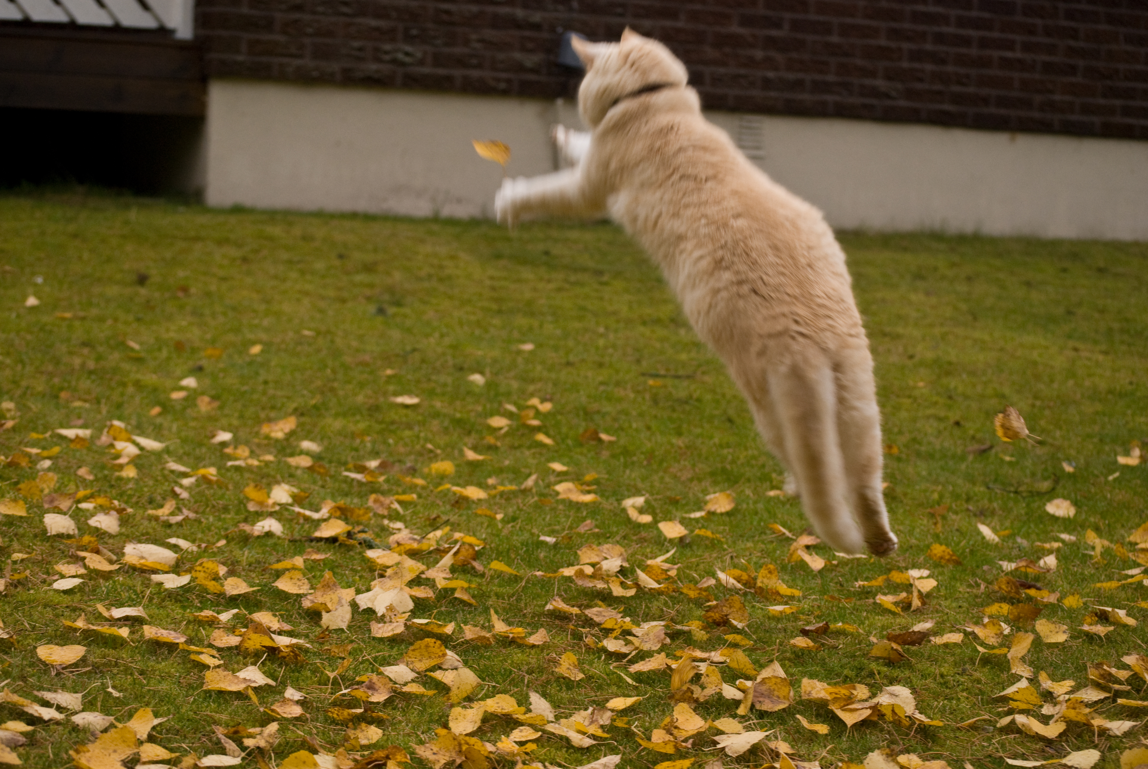 jumpingcat