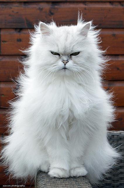 angrycat