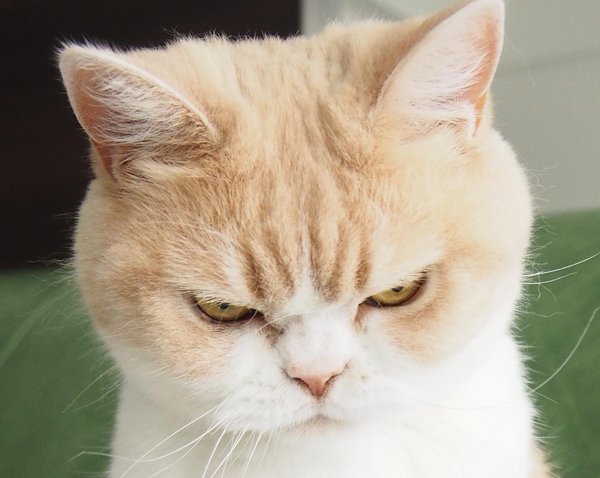 angrycat