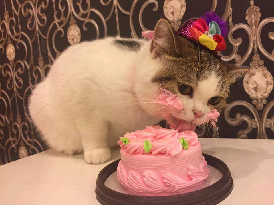 birthdaycat