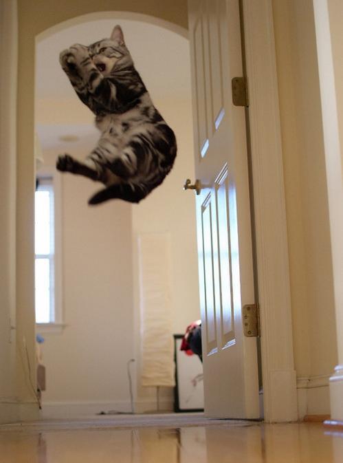 jumpingcat