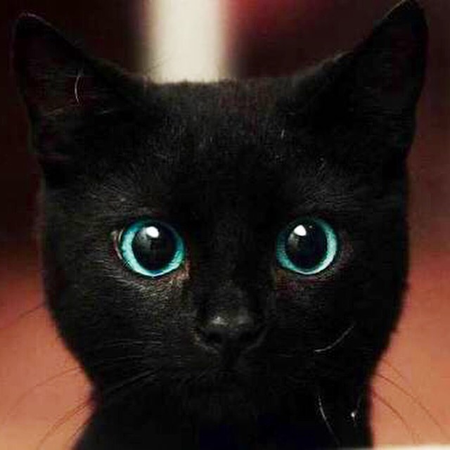 cateye