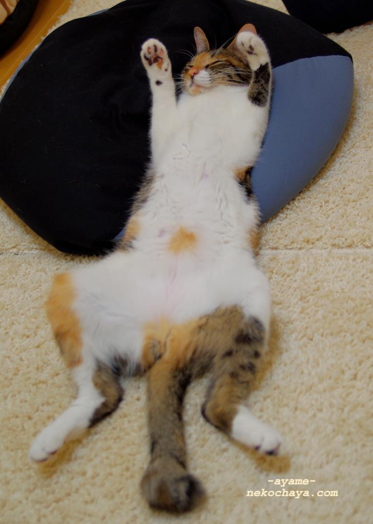 mancat