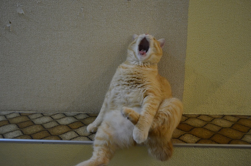 mancat