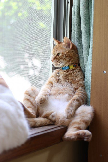 mancat