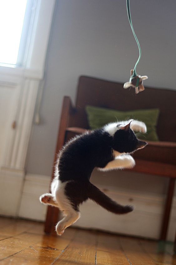 jumpingcat
