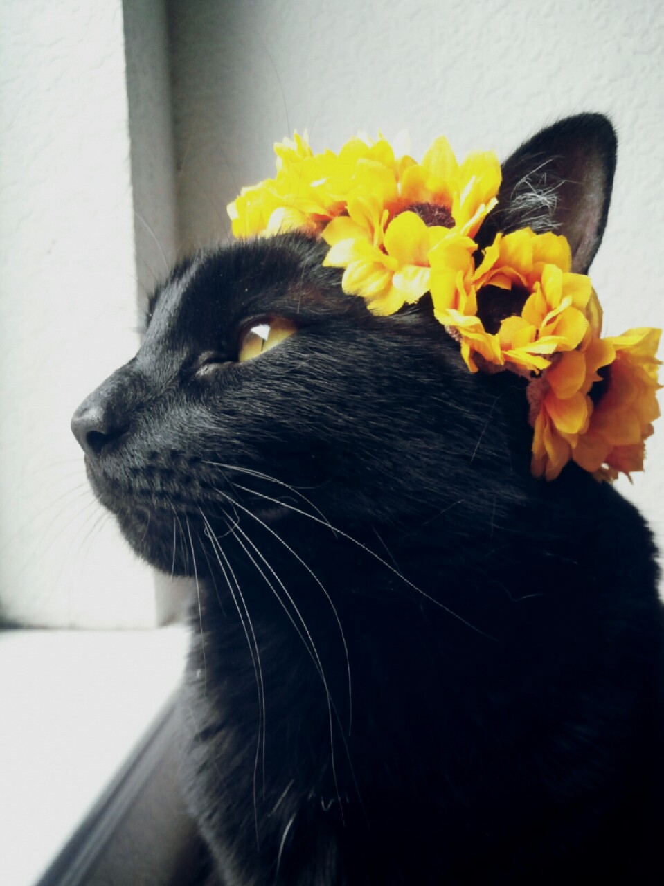 flowercat