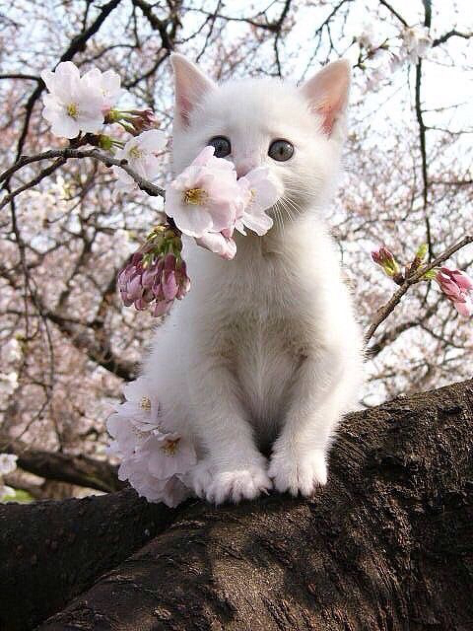 flowercat