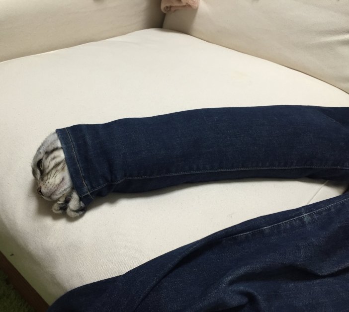 trouserscat