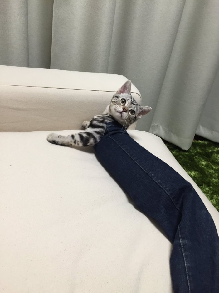 trouserscat