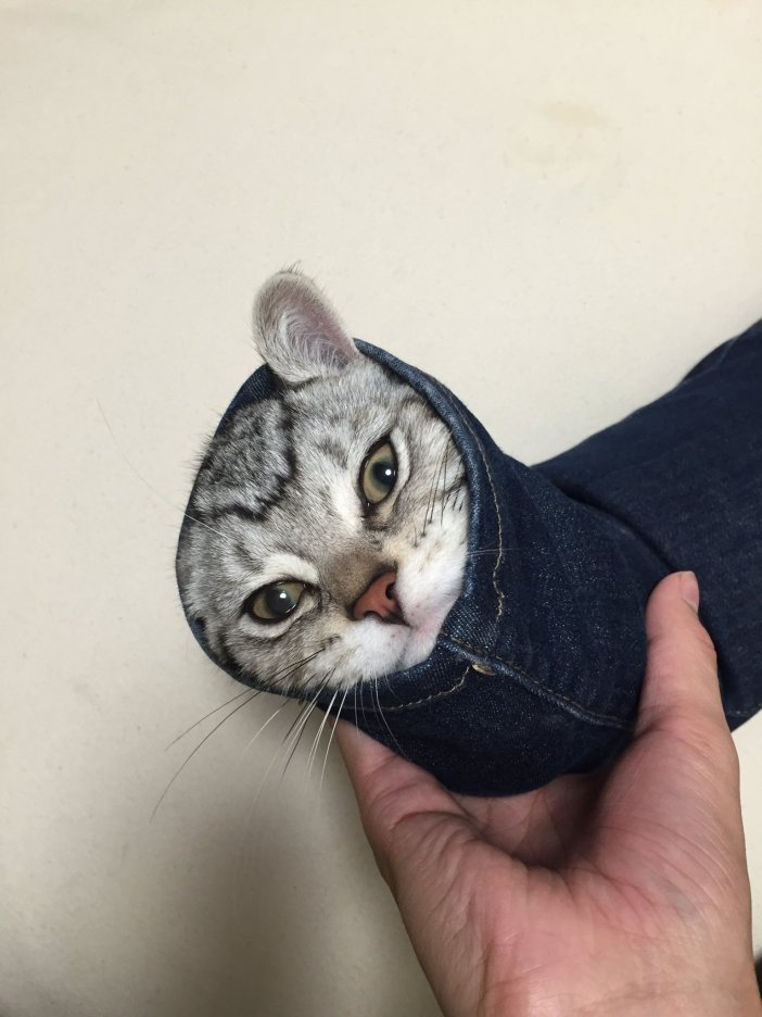 trouserscat