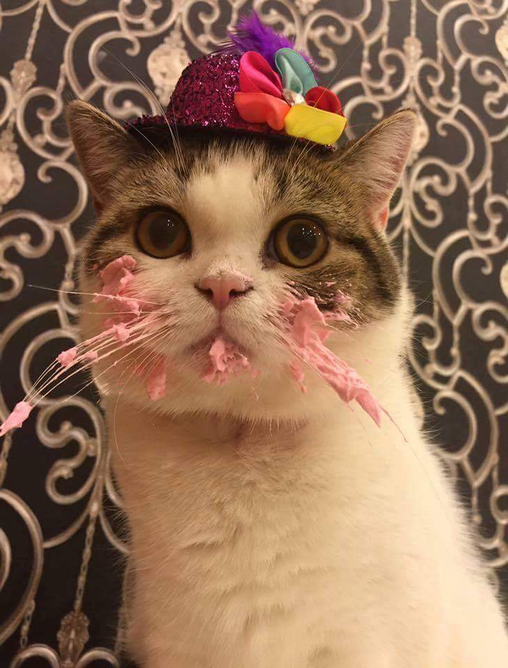 birthdaycat