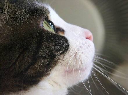 cateye