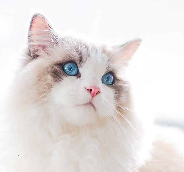 cateye