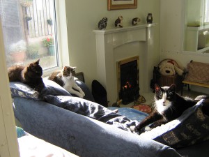 lincolnshiretrustforcats-1