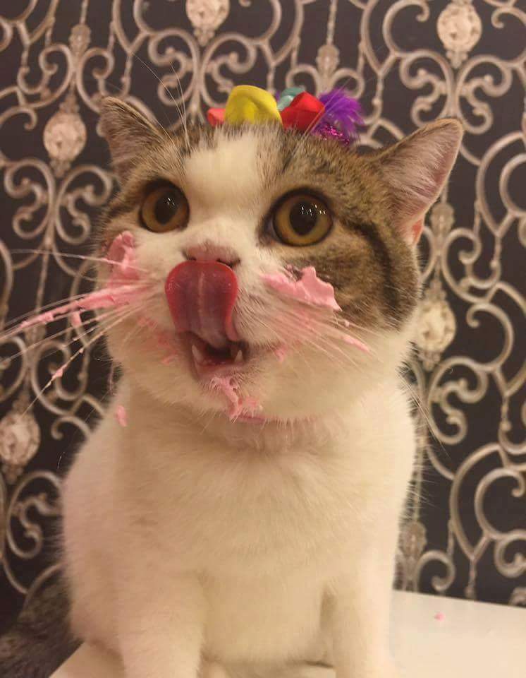 birthdaycat