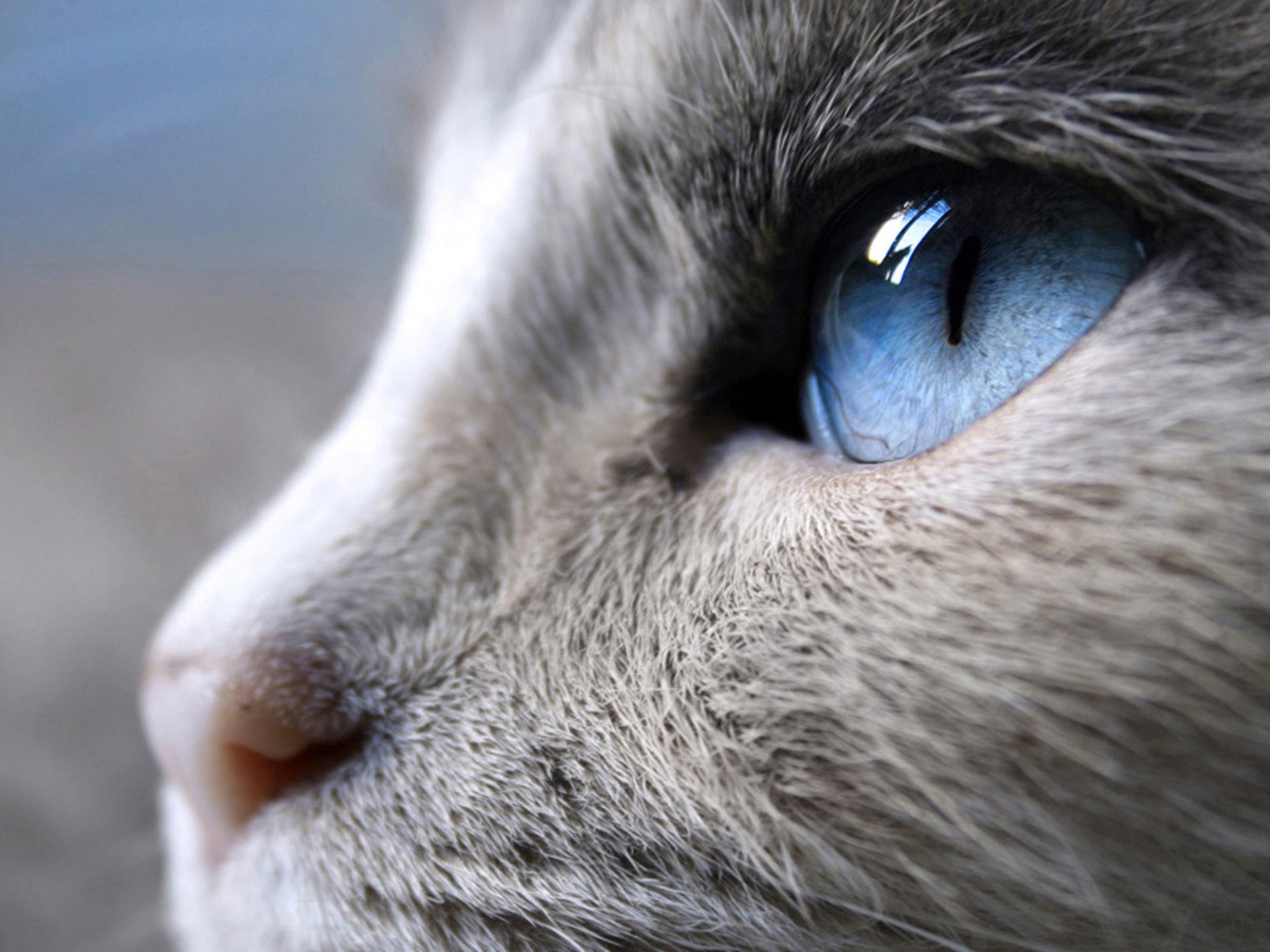cateye