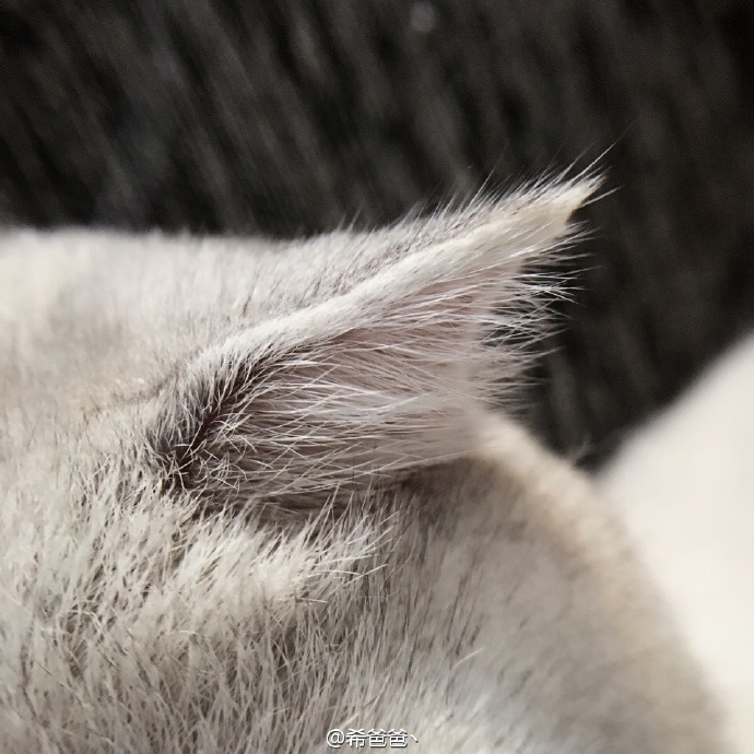 catpart