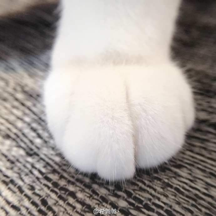 catpart