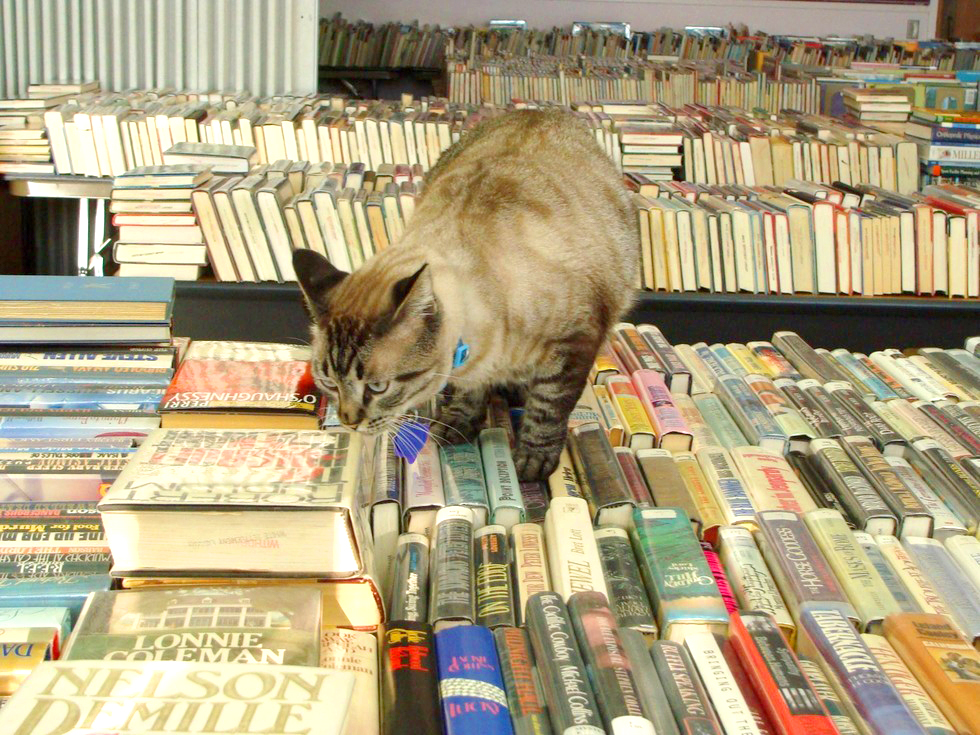 librarycat