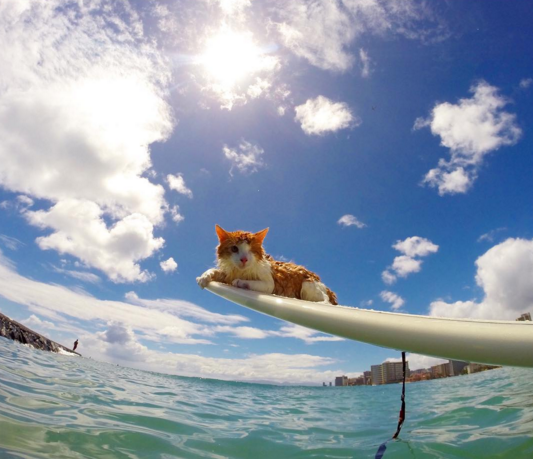 kulithesurfingcat