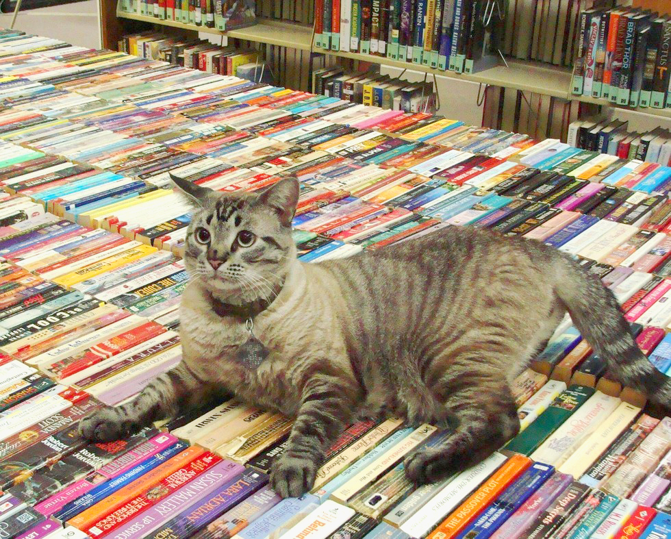 librarycat