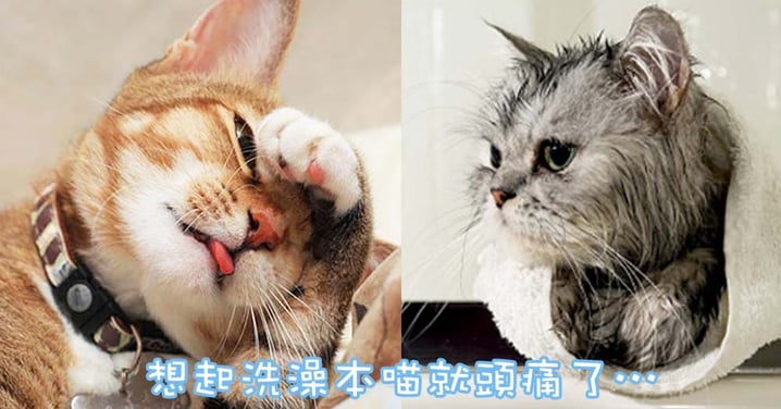 不再讓貓奴擔心！3個方法讓貓貓愛上洗澡…香噴噴哦～