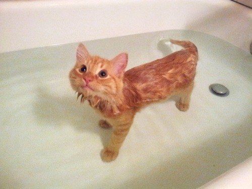 bathingcat