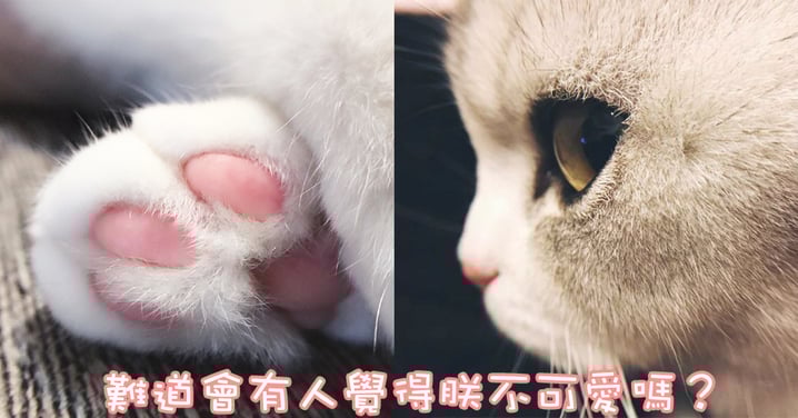 喵就是萌點滿滿～看哪裡都覺得可愛！7個大家公認的貓咪萌點！