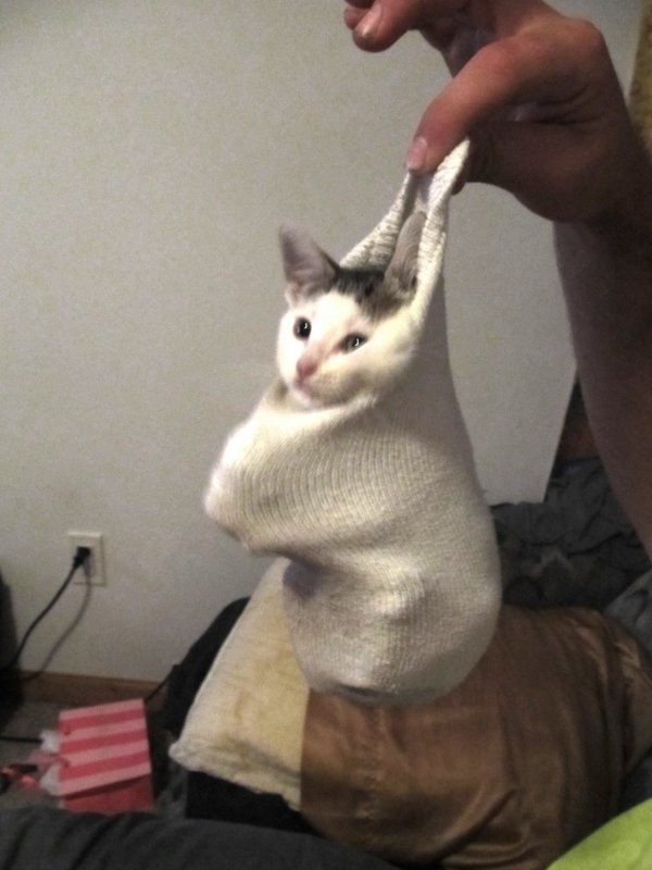 sockscat