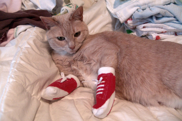 sockscat