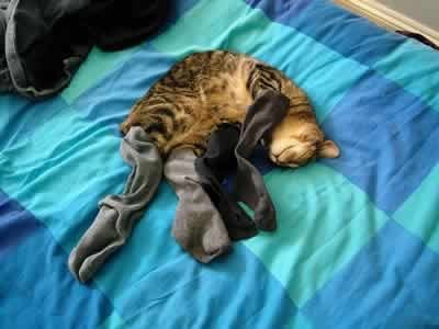 sockscat