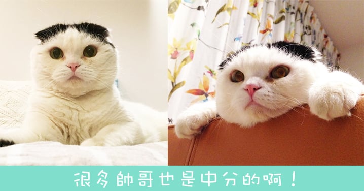 超逗趣~一看到就想喊聲喵老闆!中分髮型呆萌魅力喵星人!