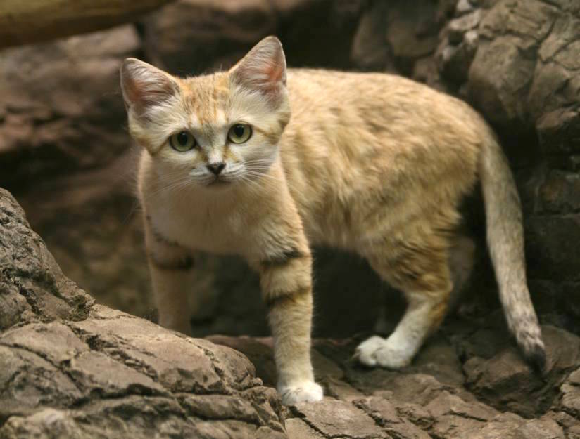 sandcat
