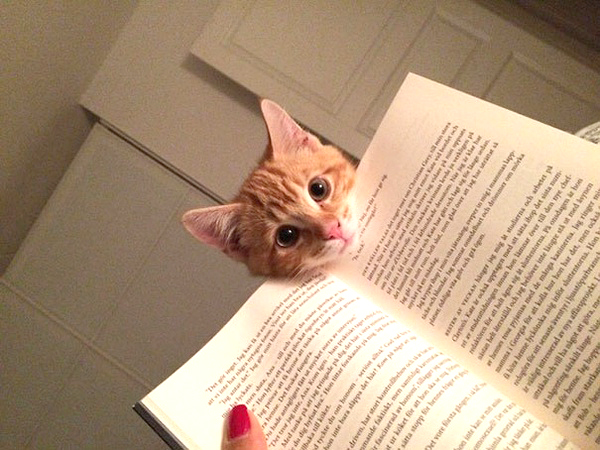 readingcat