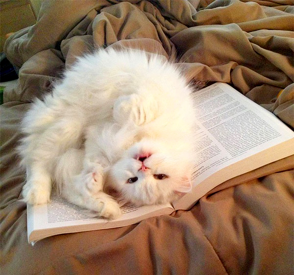 readingcat