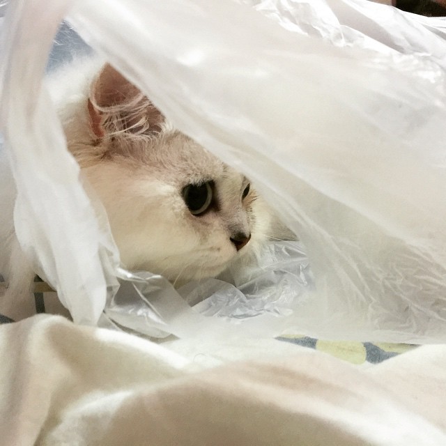 plasticbagcat