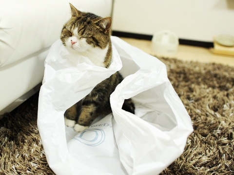 plasticbagcat