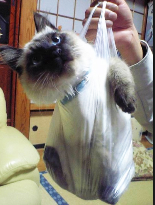 plasticbagcat