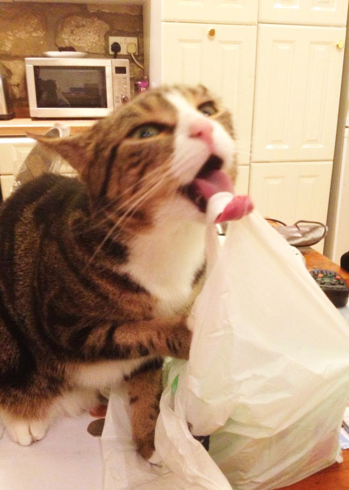 plasticbagcat
