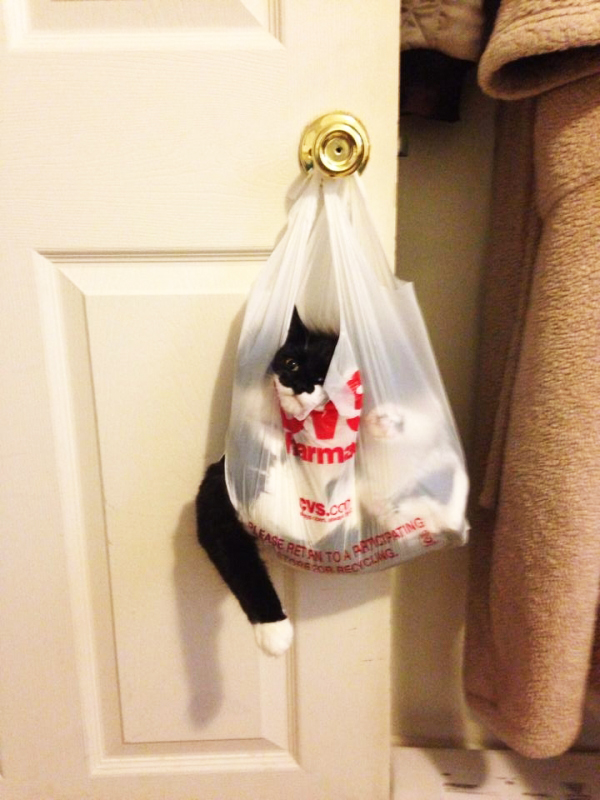plasticbagcat