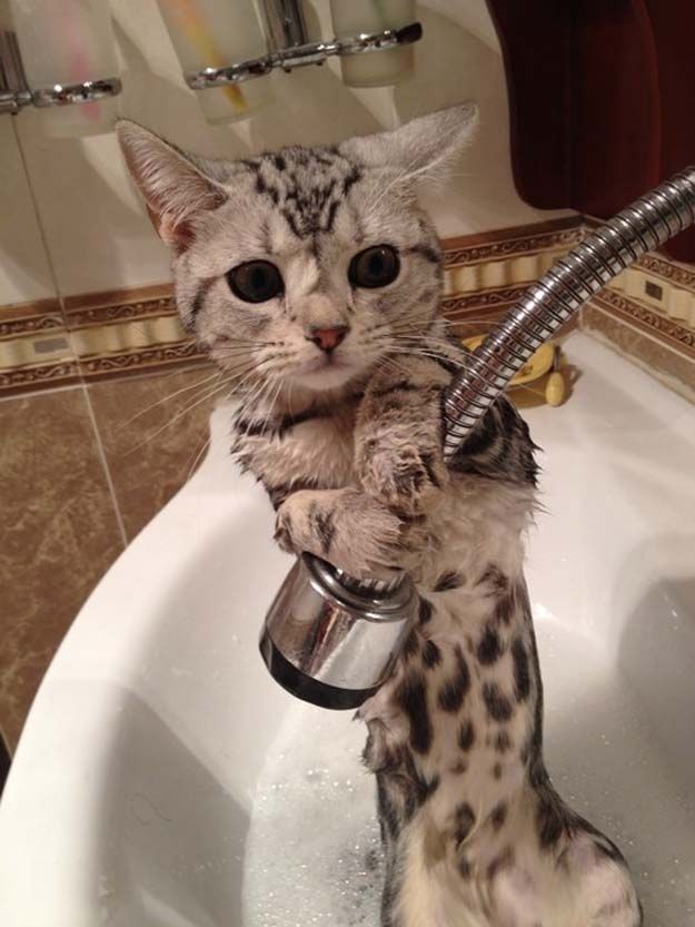 bathingcat