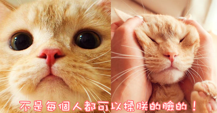 沒有魅惑眼線、沒有超大眼睛～還是可以迷到20萬貓奴！超人氣誠懇真摯臉喵星人！