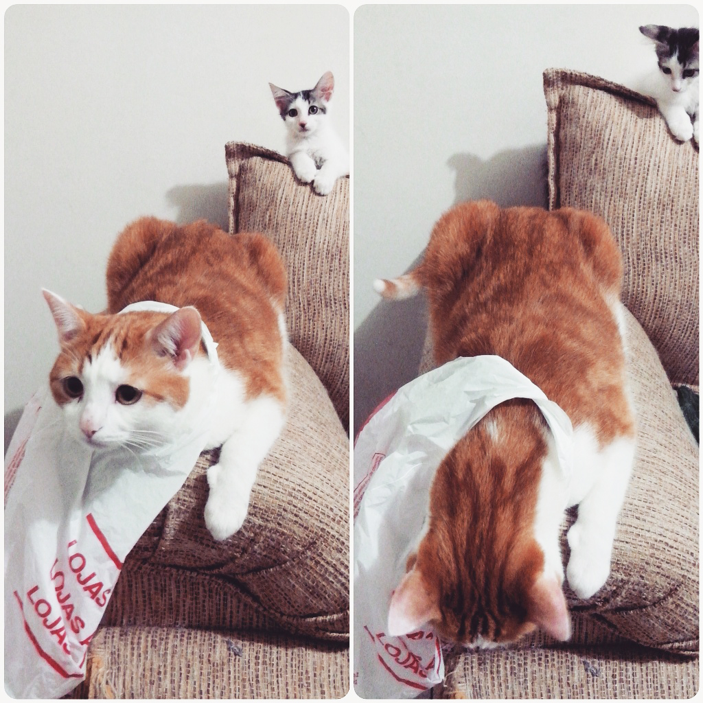 plasticbagcat