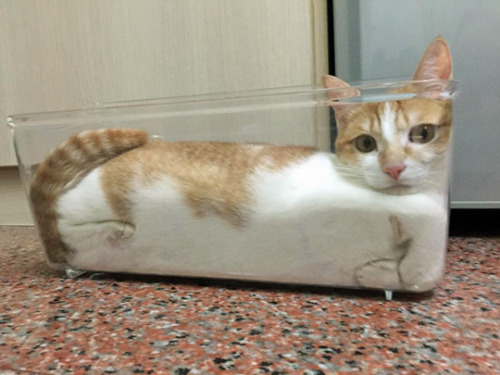 liquidcat