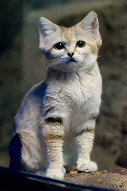 sandcat