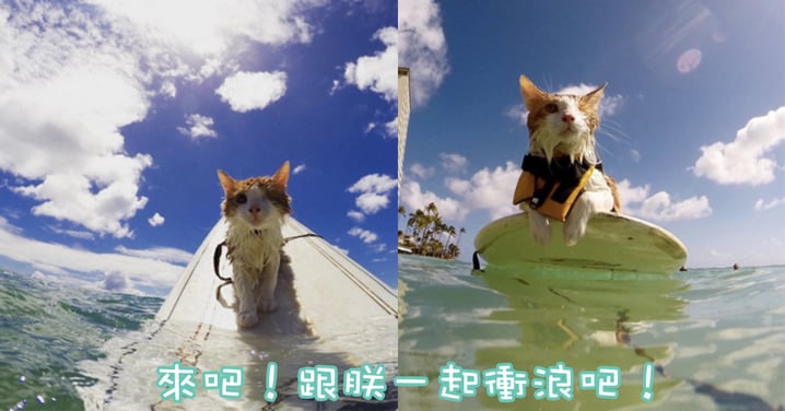 衝浪中的帥氣「單眼貓」告訴你!朕怎麼可能會怕水?