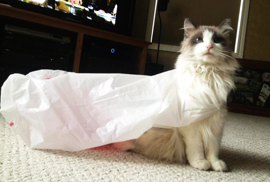 plasticbagcat