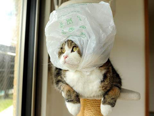plasticbagcat