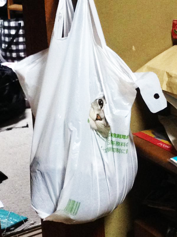 plasticbagcat